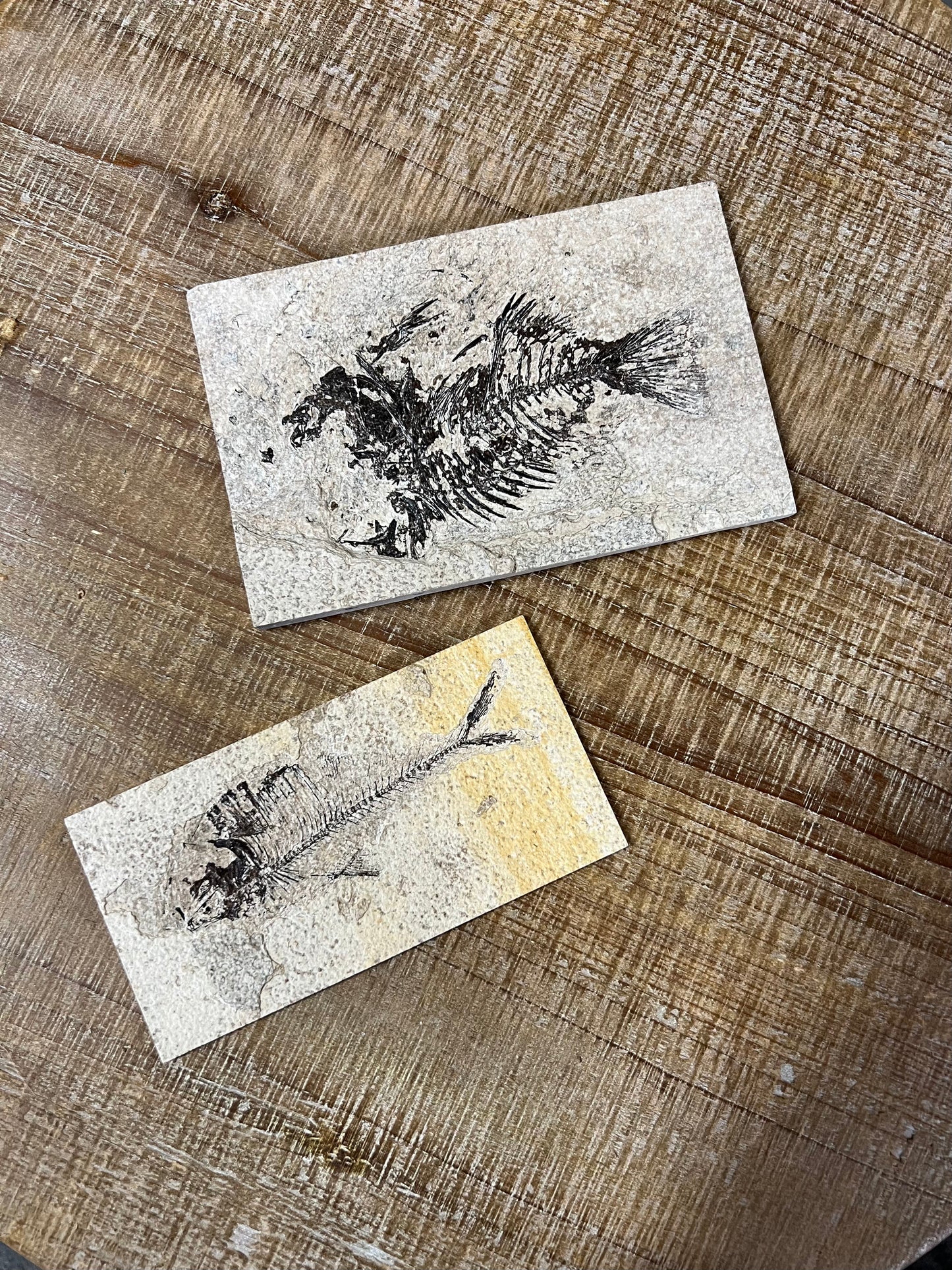 Standard Fossil Fish