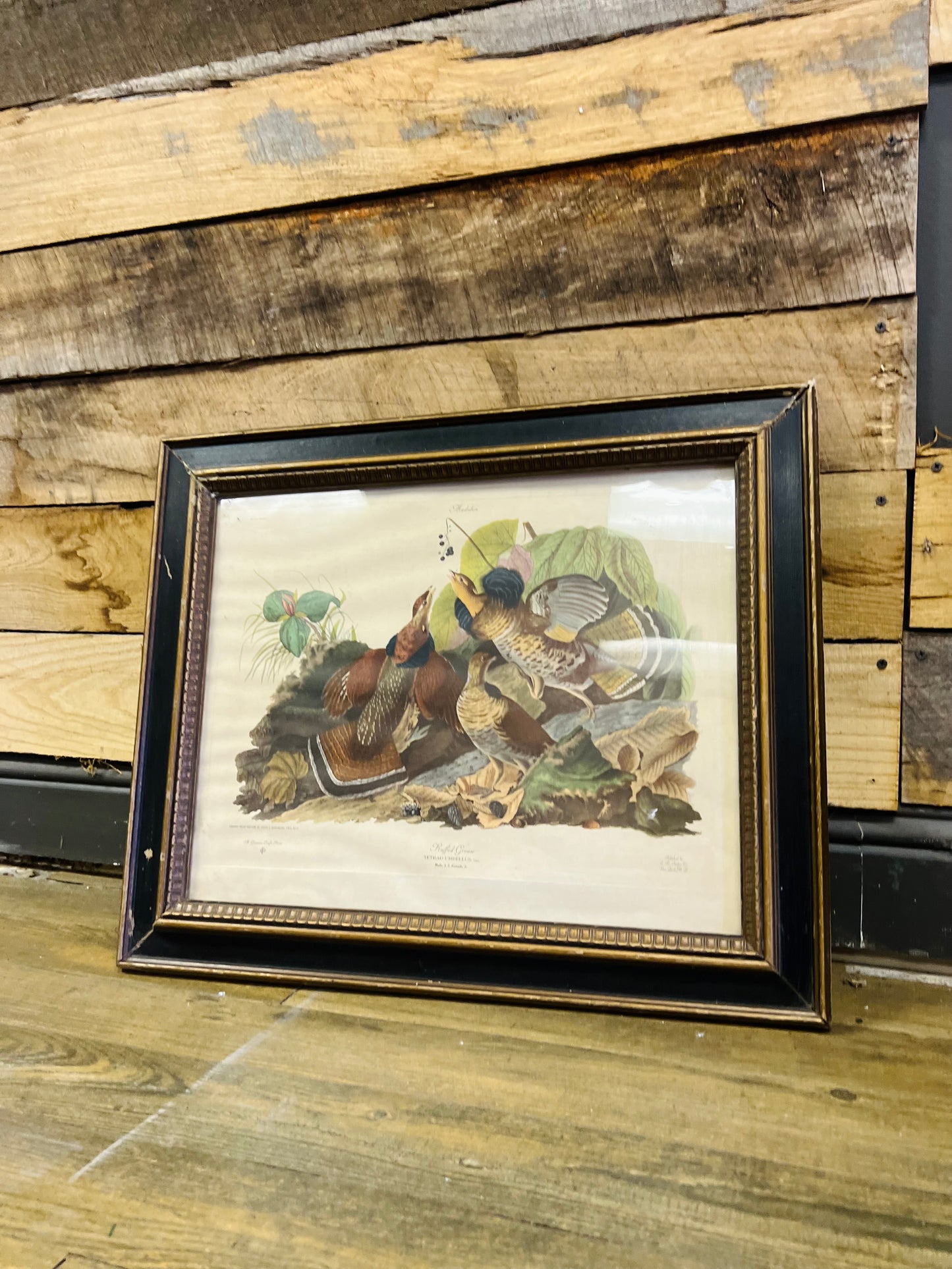 Very Old J.J. Audubon Ruffle Grouse Picture