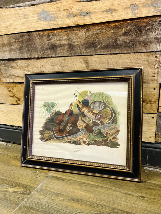Very Old J.J. Audubon Ruffle Grouse Picture