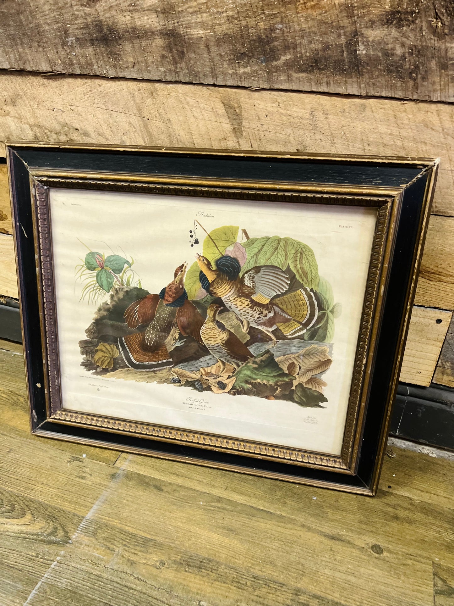 Very Old J.J. Audubon Ruffle Grouse Picture