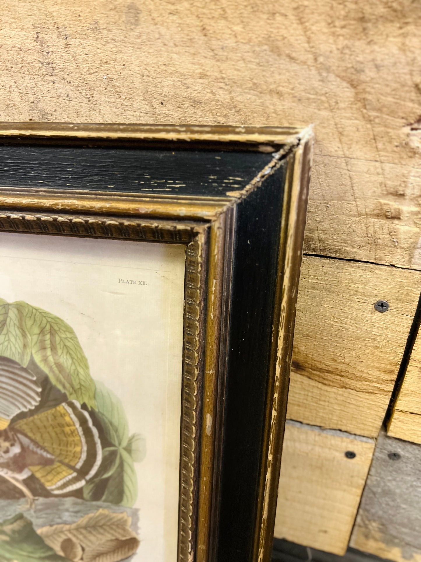 Very Old J.J. Audubon Ruffle Grouse Picture