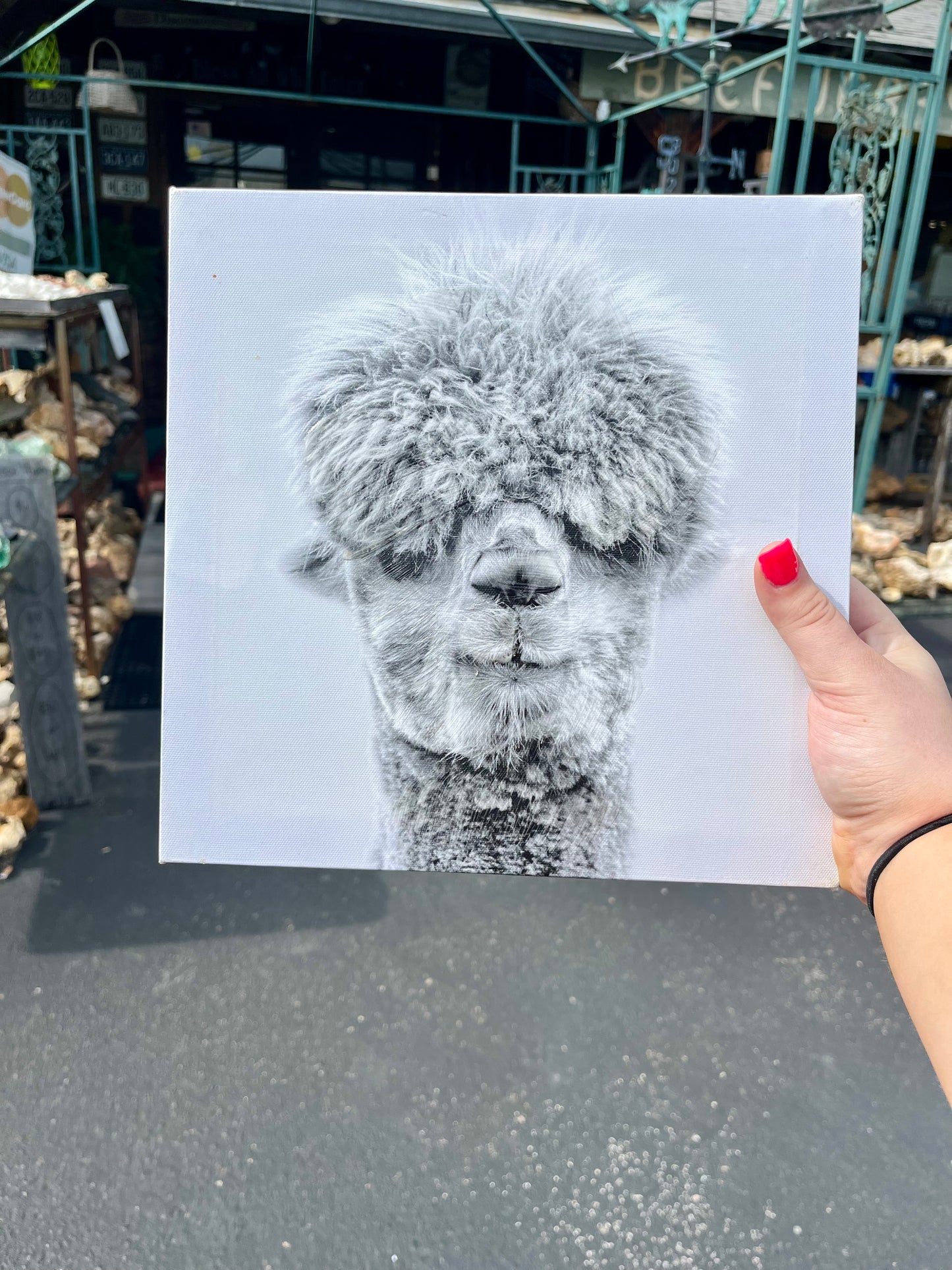 Llama Black & White Painted Frame